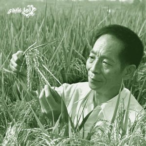 یوان لانگ‌پینگ قهرمان برنج چین