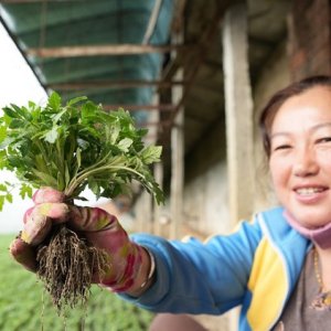 پیشرفت کشاورزان در مزارع شمال شرقی چین